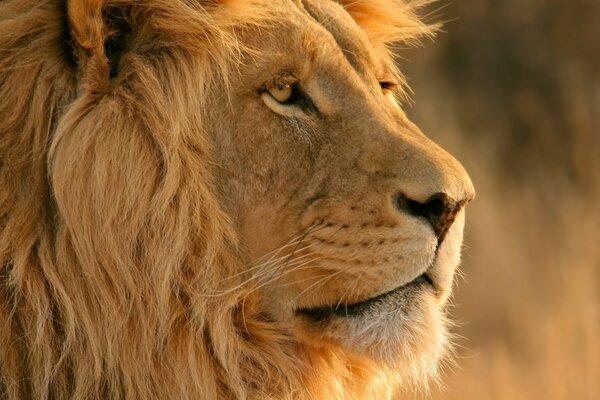 The serious look of a Lion in the desert
