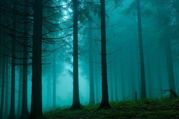 Haze in the pine forest. The beauty of nature