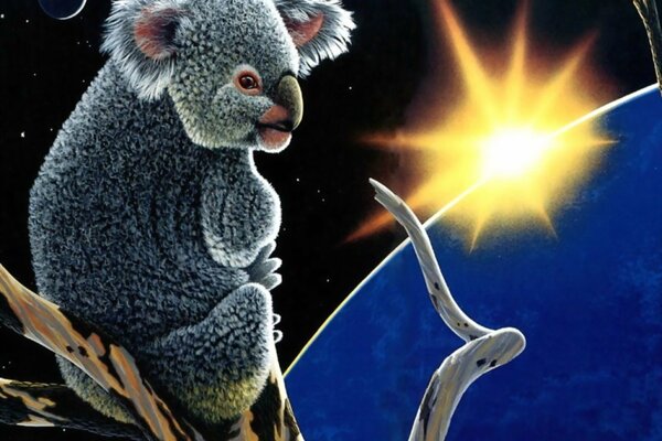 Koala sits on a branch and looks at the sun