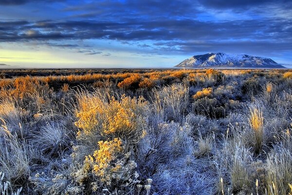Grass in blue shades in the background of the mountain