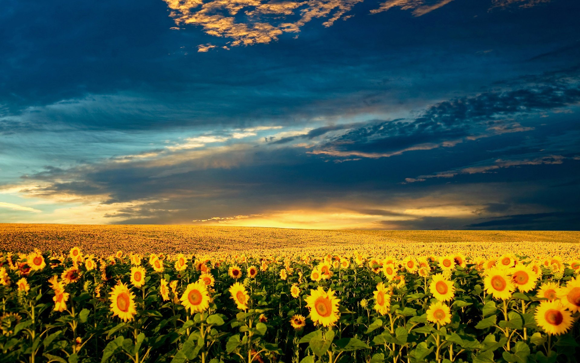 the field sunflowers cloud