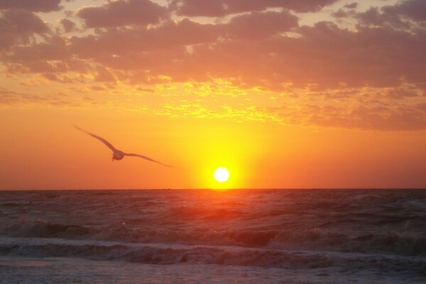 Sea gull at sunset