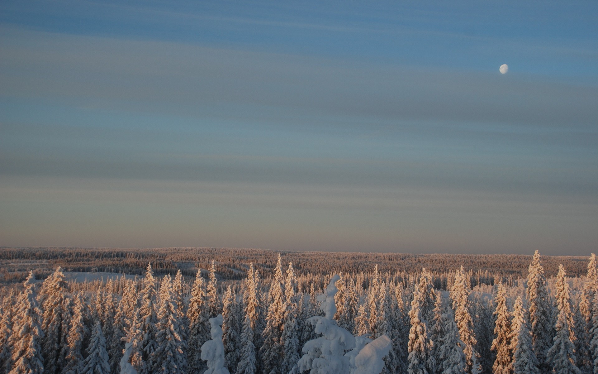 forest winter moon snow sky