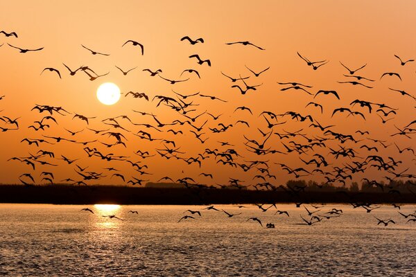 Seagulls at sunset, many seagulls, Volga at sunset
