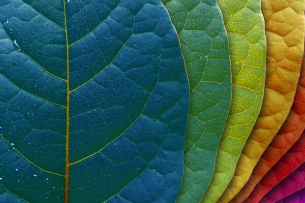 Macro leaves are the colors of the rainbow