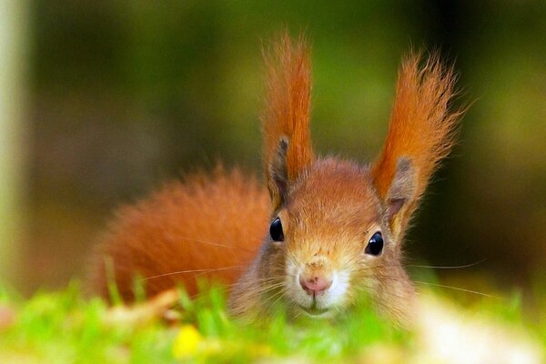 Red squirrel on the grass