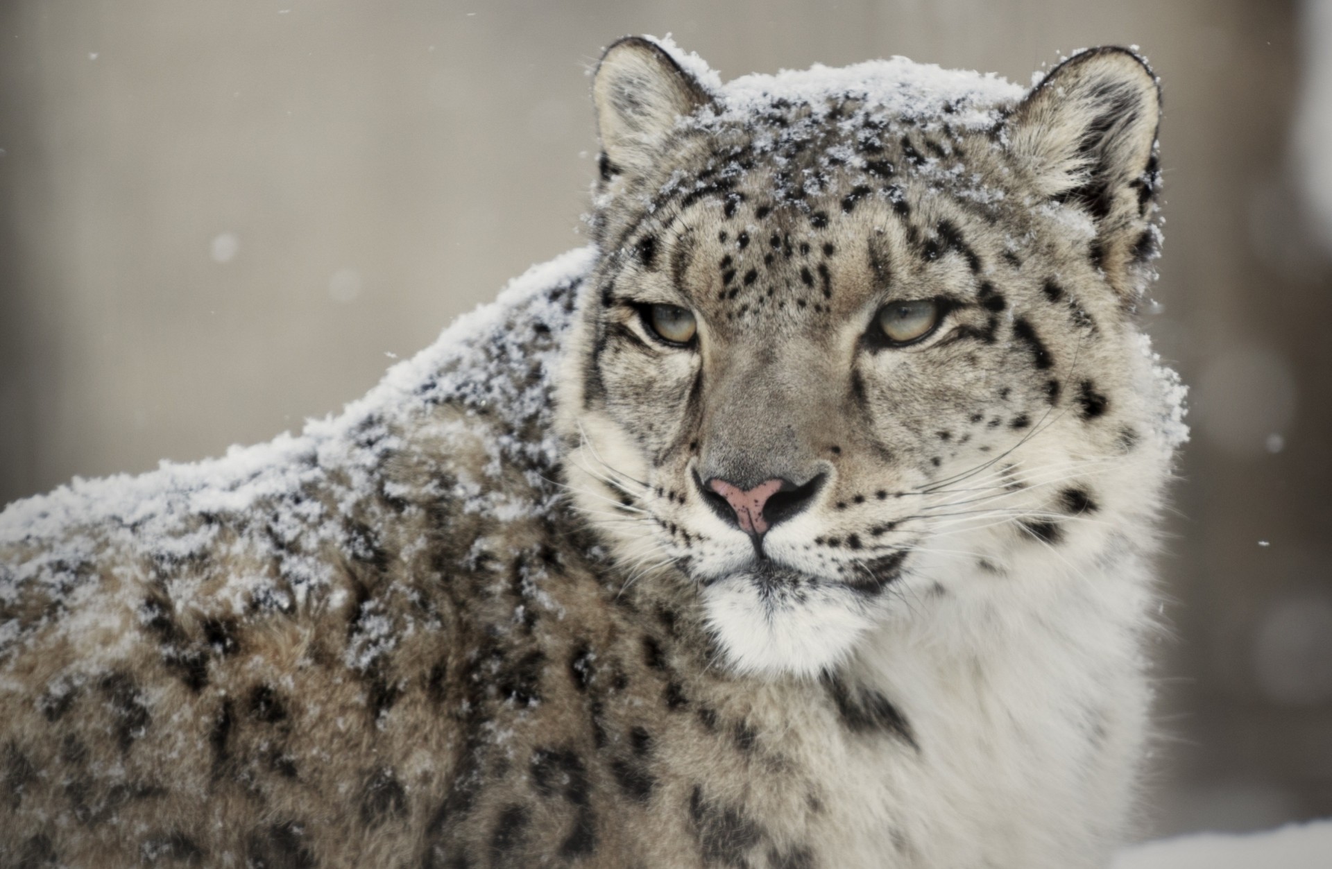 wild cat the beast teeth leopard