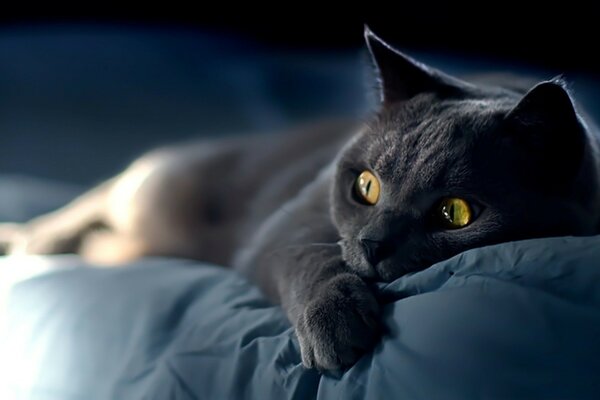 A smoky-colored cat is lying on the bed