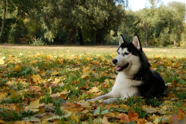 Husky in the fall. Nature and forest