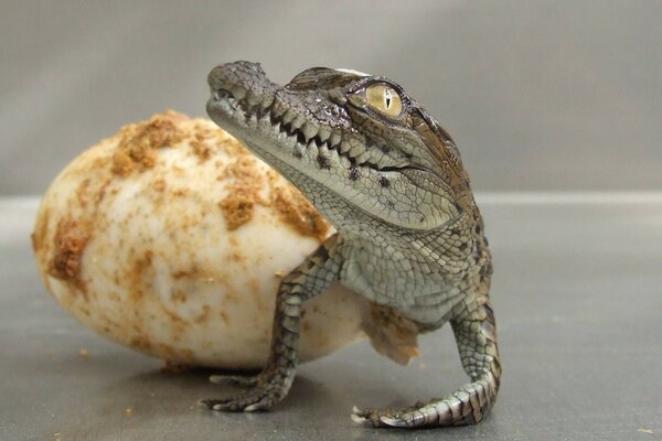 The birth of a small crocodile from an egg