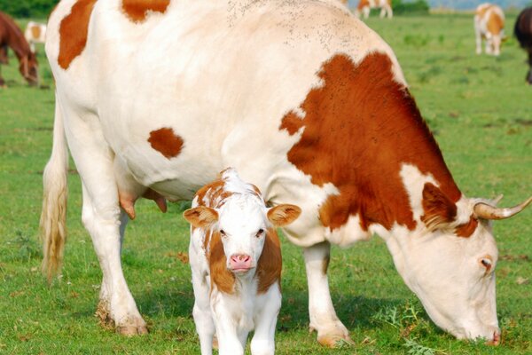 Cow with a small calf in the pasture