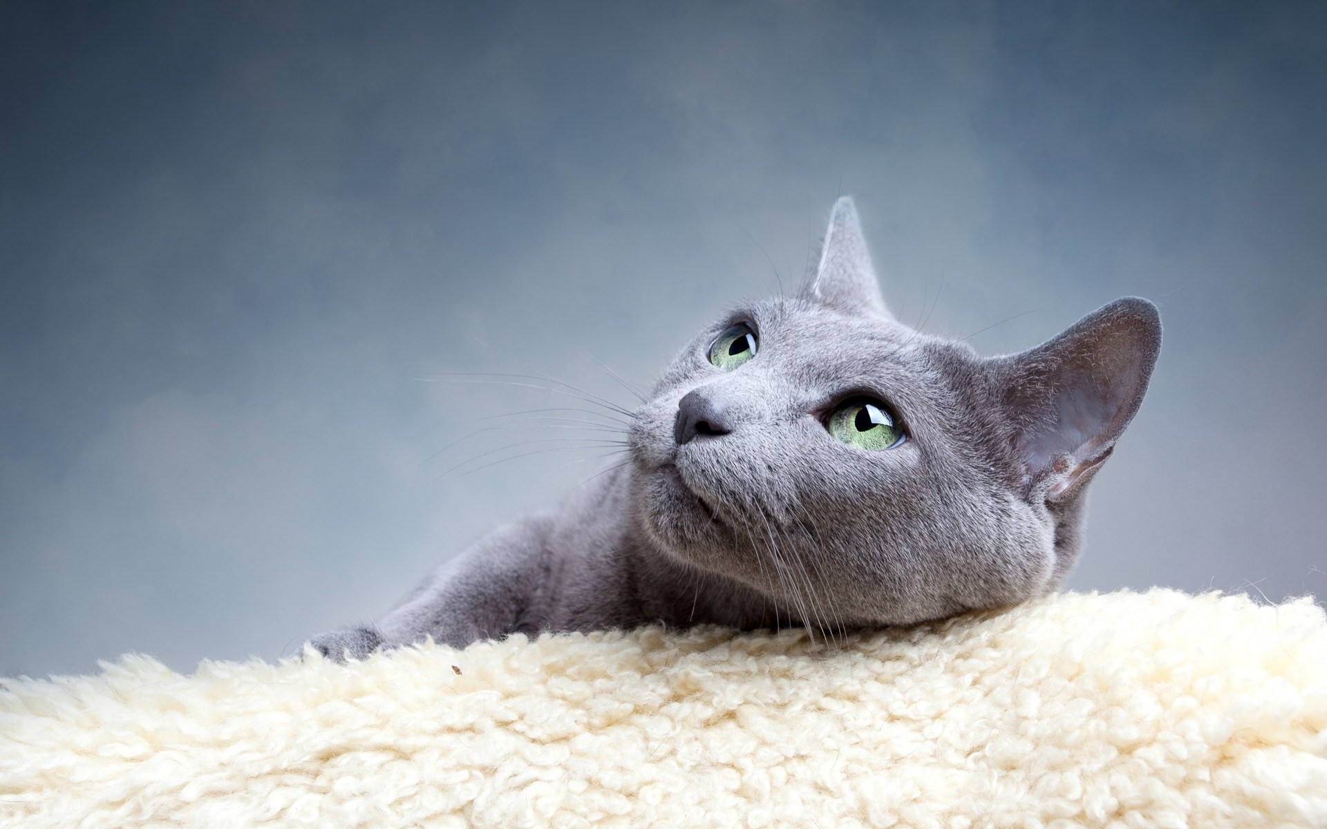 rock green eyes cats view
