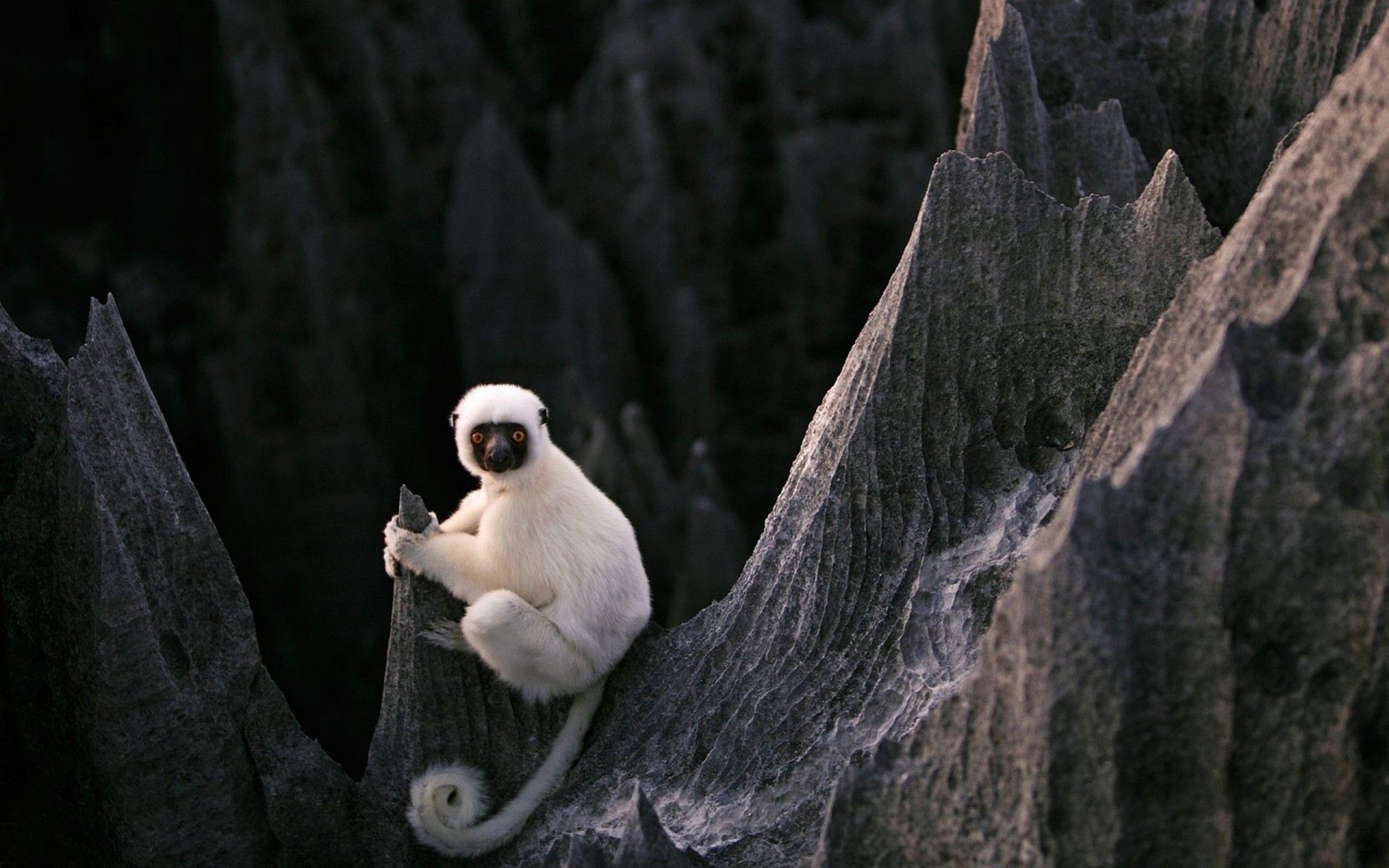 tones lemur