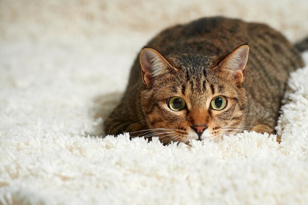 He hid on the carpet. The cat is cunning