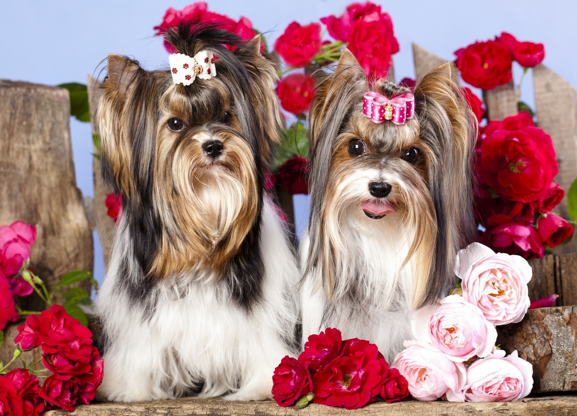positive roses flower photo dogs close up