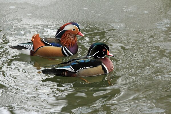 Mandarin ducks on a freezing lake