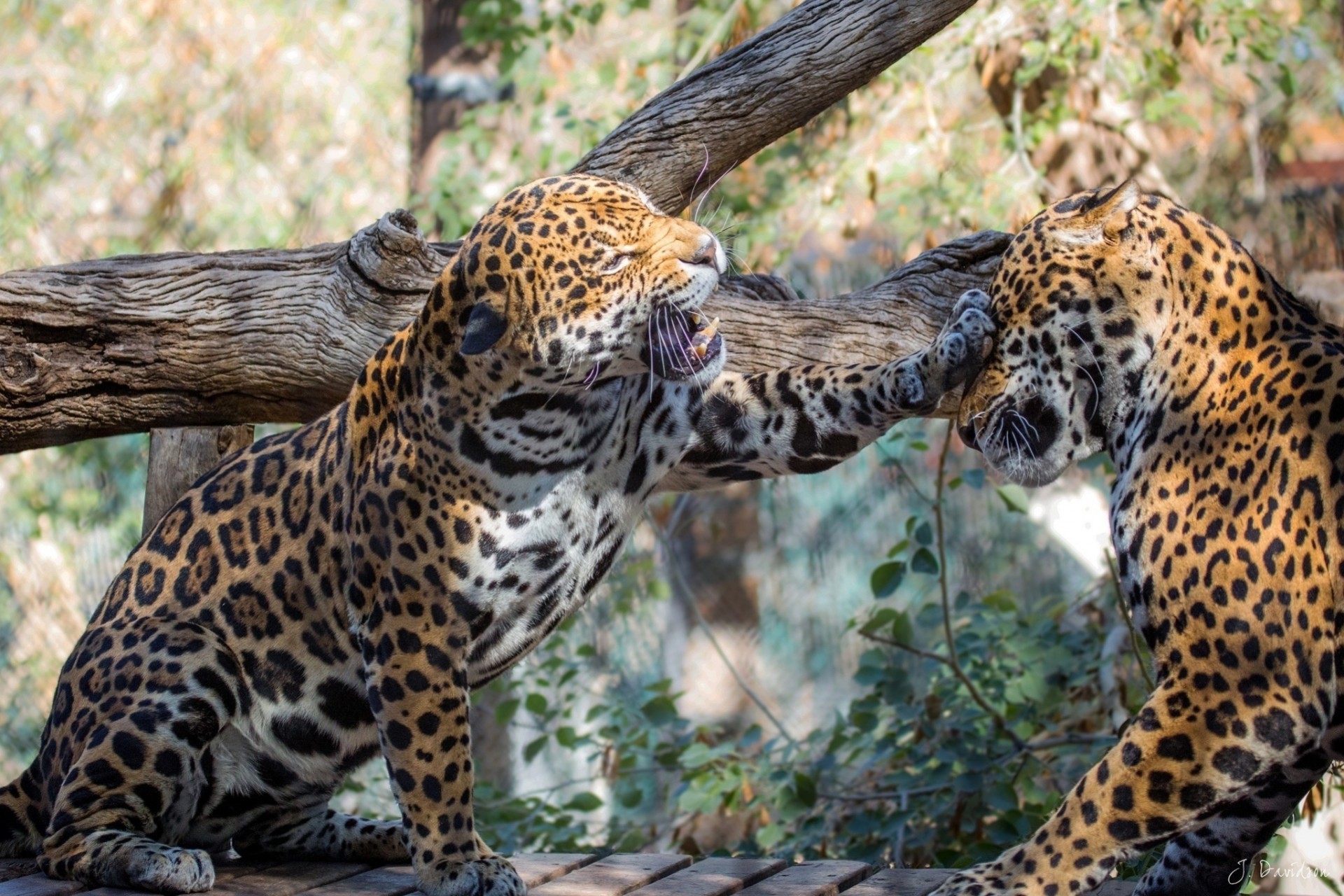 wild cats jaguars game the pair fight