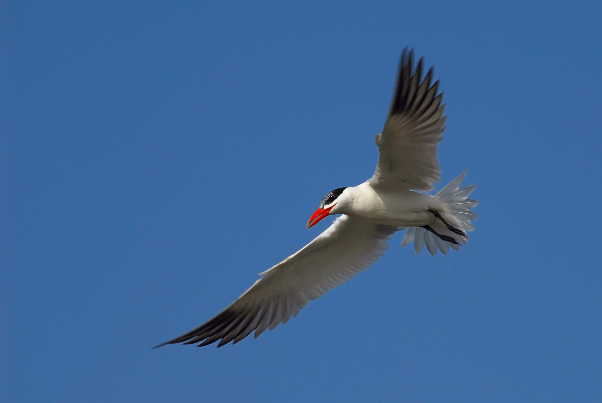ky seagull