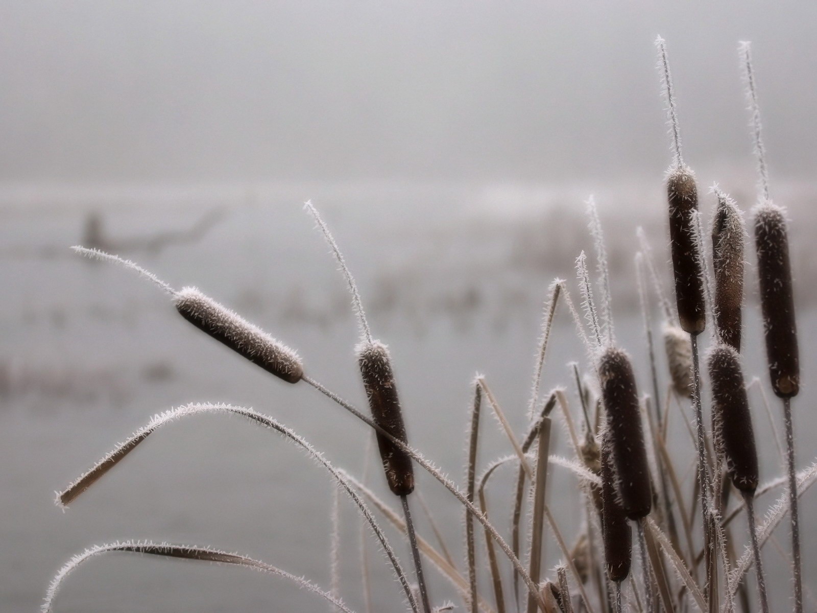 grass frost bog fog