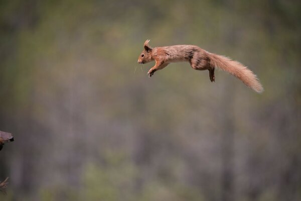 Massive jump of a beautiful red squirrel with a fluffy tail