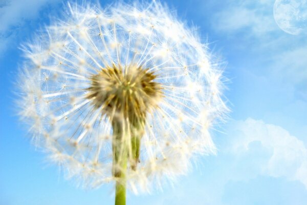 Dandelion on the background of a clear sky