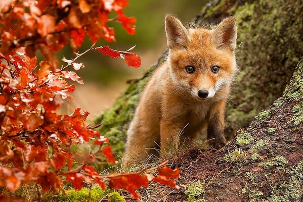 Cute fox cub among the autumn forest