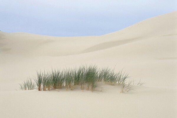 A lonely bush in the desert of Dubai