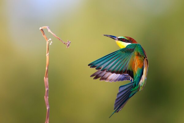 A bright colored bird in flight