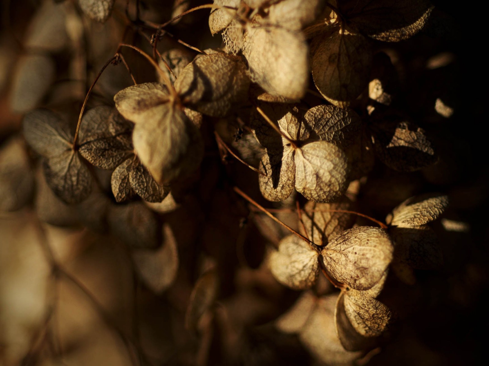 autumn leaves dry
