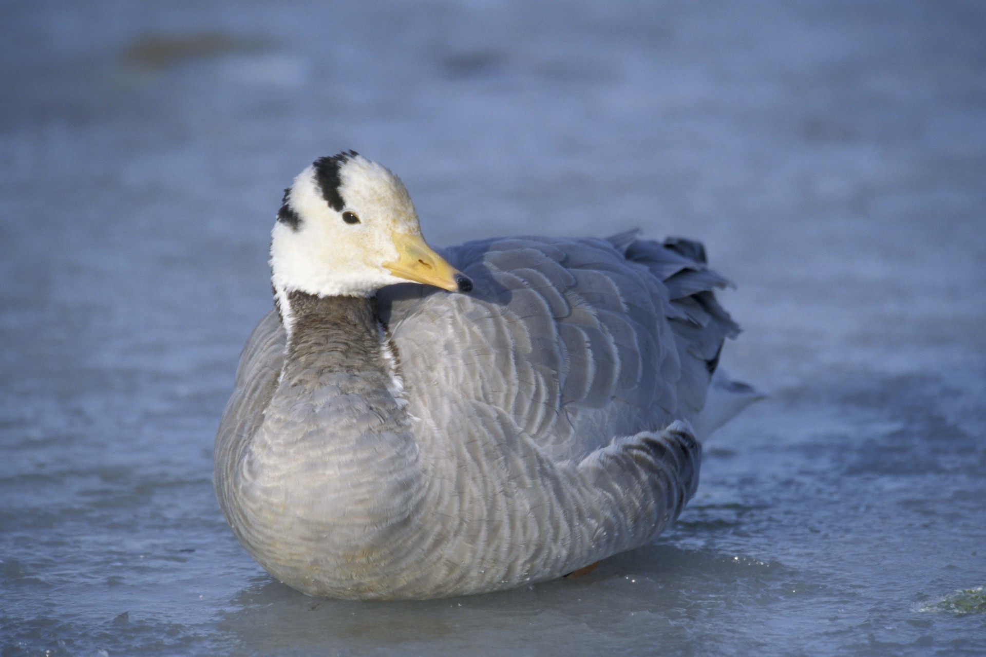 birds duck feathers winter