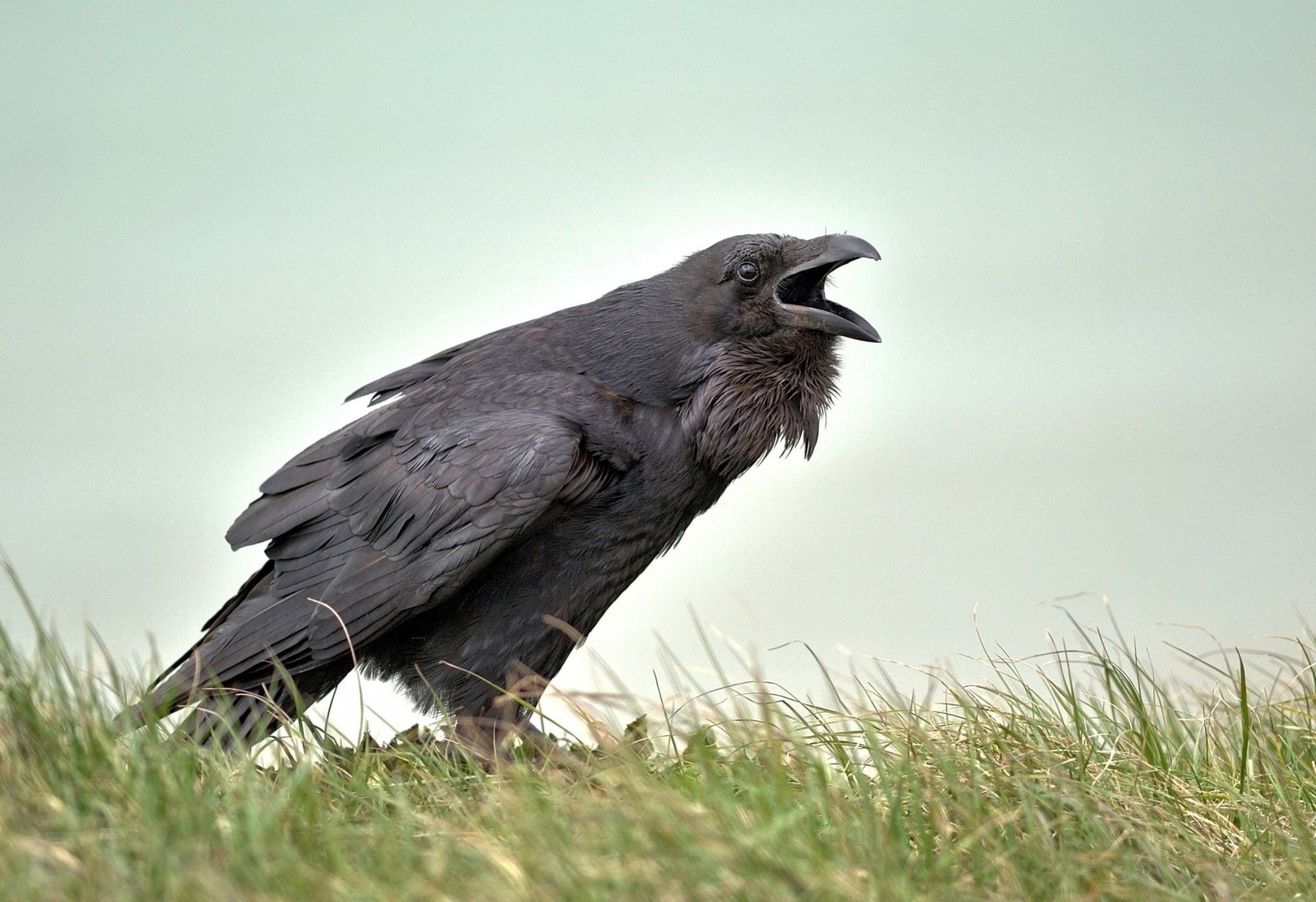 raven england gb