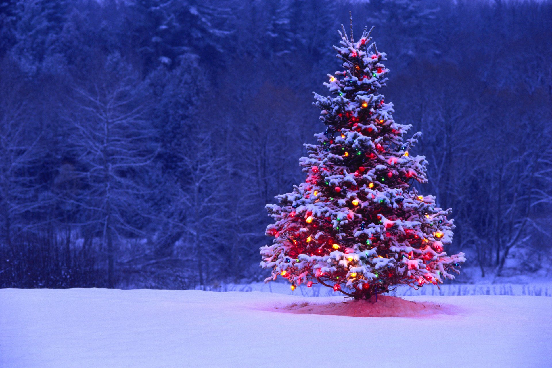 tree lights backlight snow