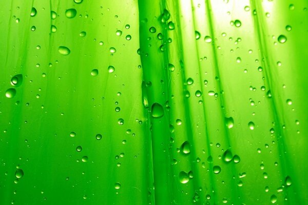 Green lace curtain with water drops