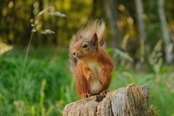 A felled stump , with a standing squirrel