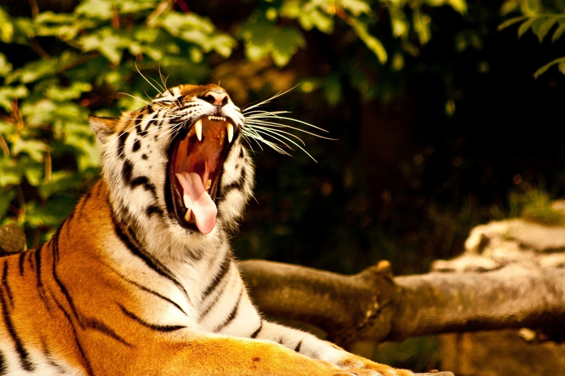 mouth wild cat yawns fangs tiger