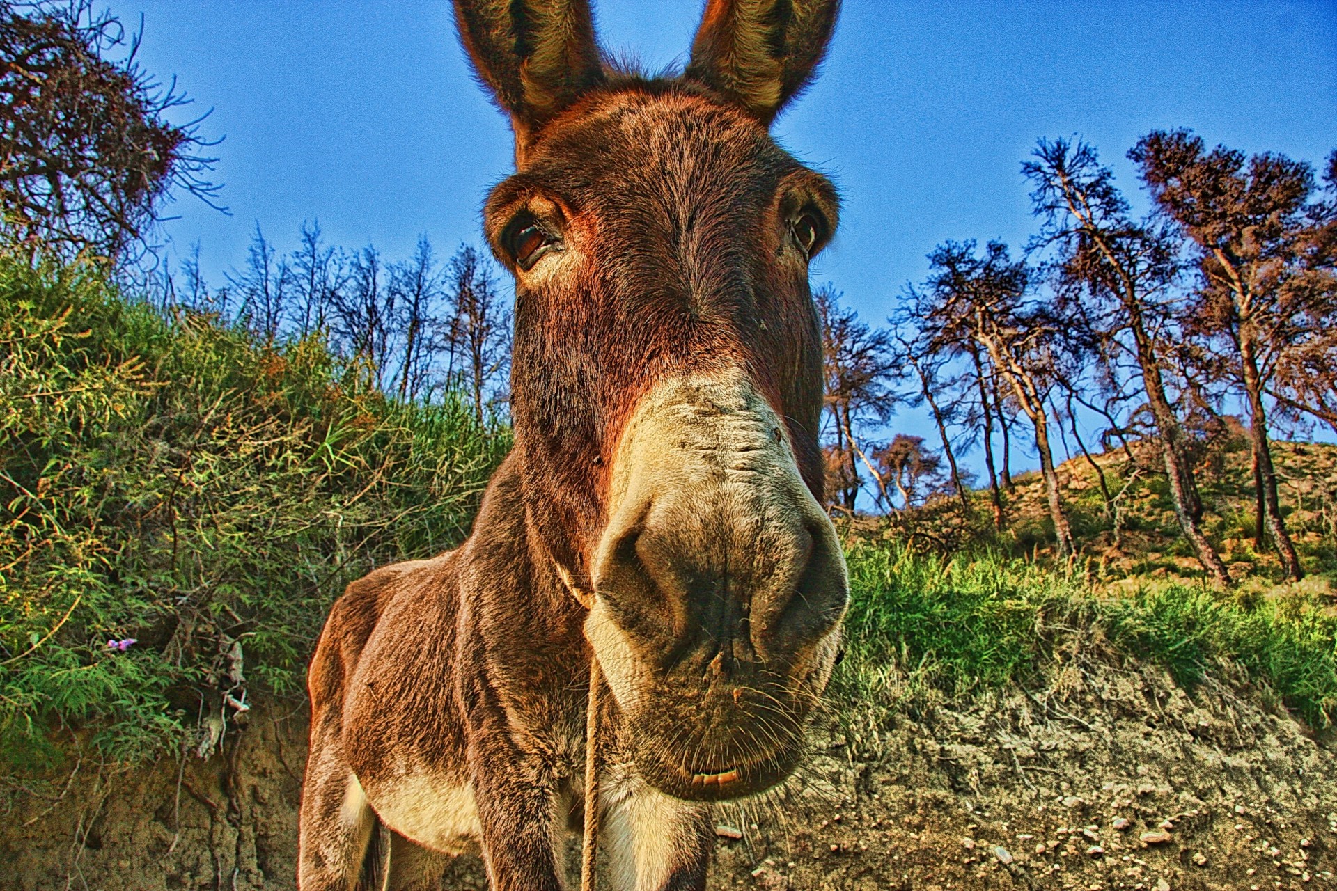 donkey animals view