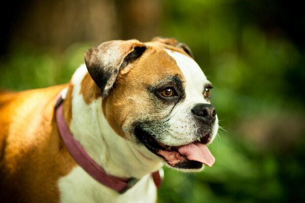 A red dog on a background of trees