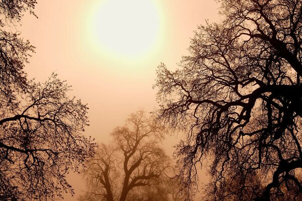 Branches at sunset