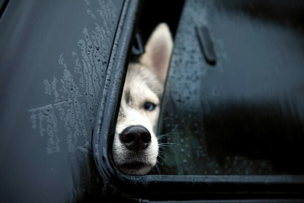 The dog stuck his nose out of the car window
