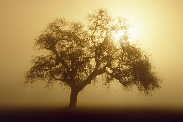 A tree with a large crown in sepia