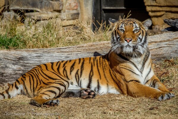 I am often compared to a wild cat