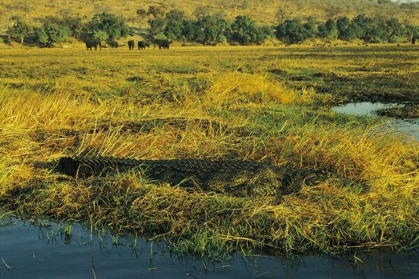 Crocodile disguised in the grass