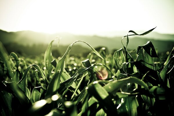 Green plants in the field at dawn