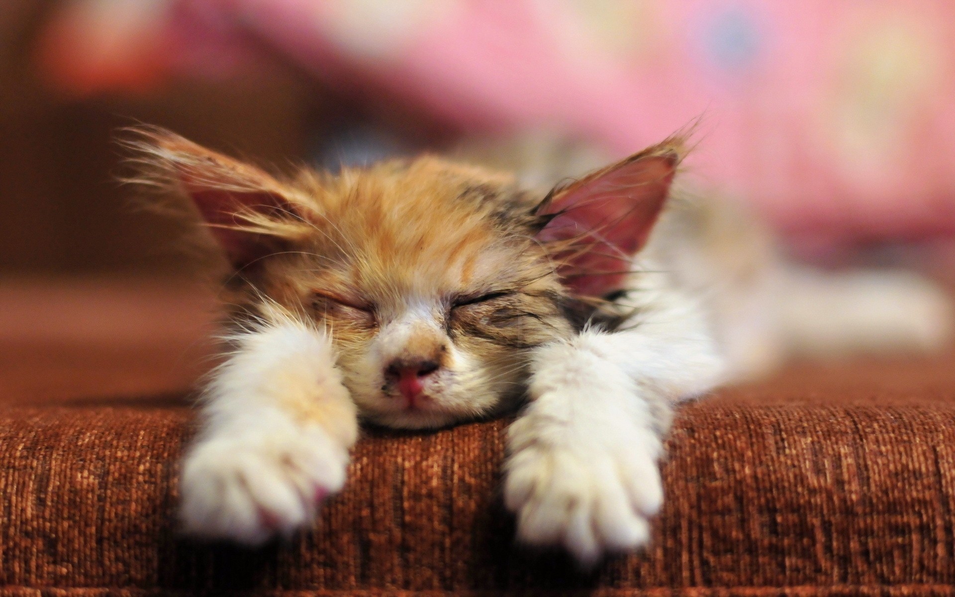cat bed