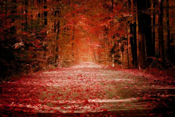 Alley with autumn leaves