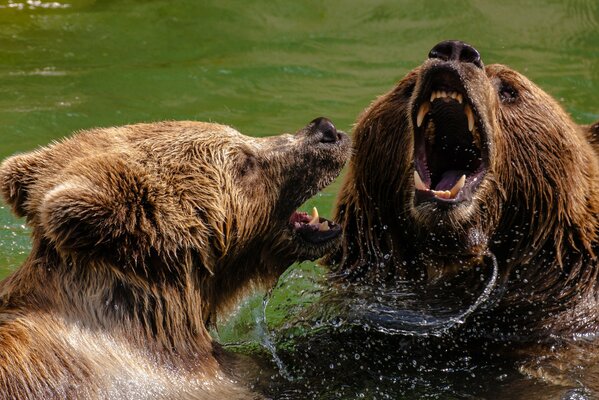 The battle of brown medmeds in the water