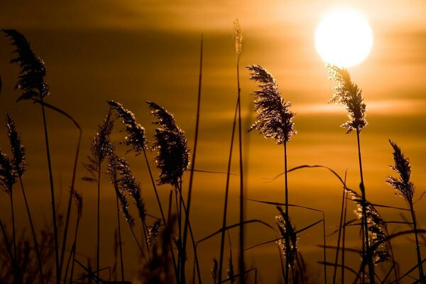 Grass on the background of sunset