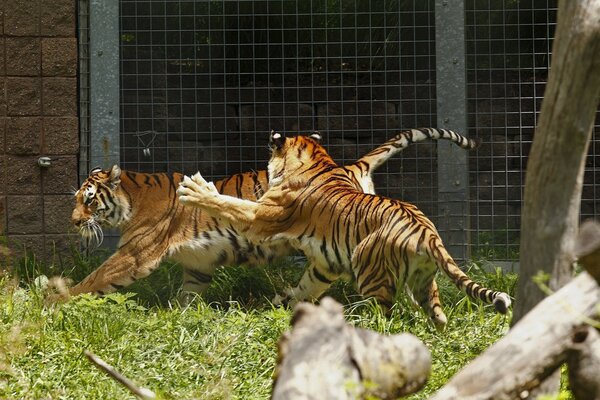 Tigers in a rush of wild game