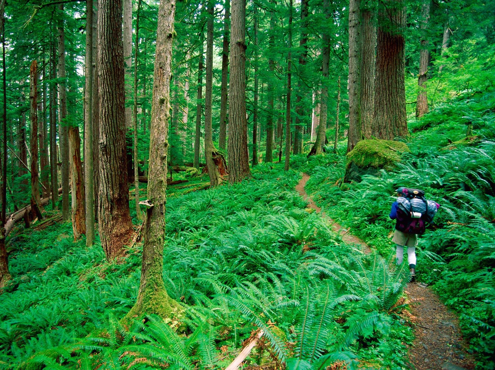 forest grass tourist