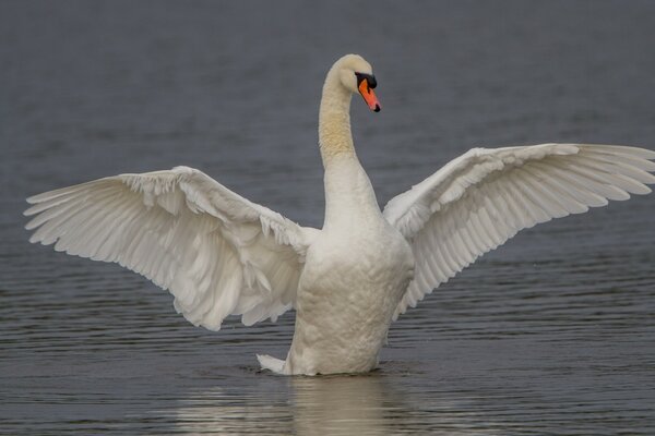 The white swan is waving its big wings
